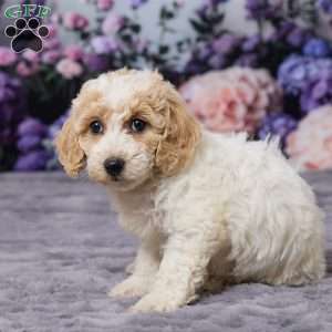 Daisy, Bich-Poo Puppy